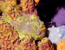 Frogfish with his Lure out and looking for food. Bonaire,... by Lee Marple 
